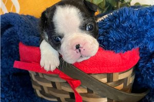 Sonny - Boston Terrier for sale