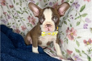 Stone - Boston Terrier for sale