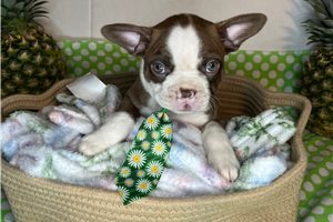 Stone - Boston Terrier for sale