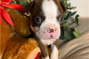 Stone - Boston Terrier for sale