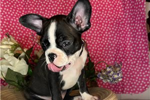 Shyla - Boston Terrier for sale