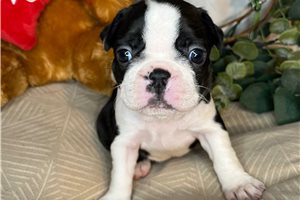 Sonia - Boston Terrier for sale