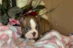 Sadie - Boston Terrier for sale