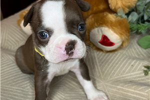 Sarah - Boston Terrier for sale