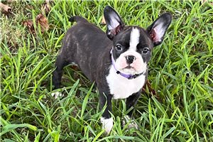 Shyla - Boston Terrier for sale