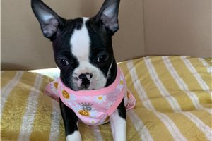 Abigail - Boston Terrier for sale