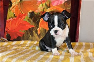 Shyla - Boston Terrier for sale