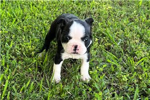 Sonny - Boston Terrier for sale