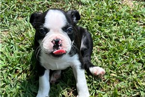 Sonny - Boston Terrier for sale