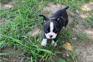 Shyla - Boston Terrier for sale