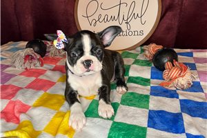 Shyla - Boston Terrier for sale