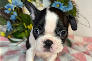 Sonia - Boston Terrier for sale