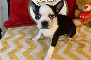 Rico - Boston Terrier for sale