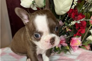 Sarah - Boston Terrier for sale