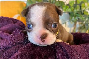 Sarah - Boston Terrier for sale