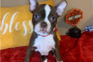 Rosalie - Boston Terrier for sale
