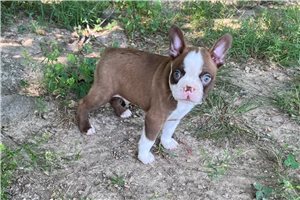 Stone - Boston Terrier for sale