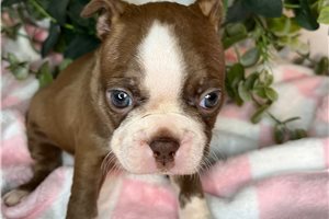 Sadie - Boston Terrier for sale
