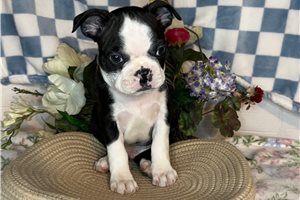 Sonny - Boston Terrier for sale