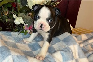 Sonny - Boston Terrier for sale