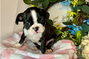 Shyla - Boston Terrier for sale