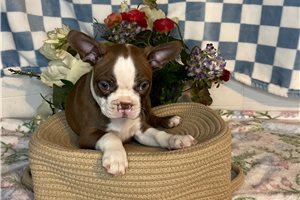 Stone - Boston Terrier for sale