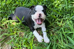 Sonny - Boston Terrier for sale