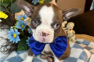Stone - Boston Terrier for sale