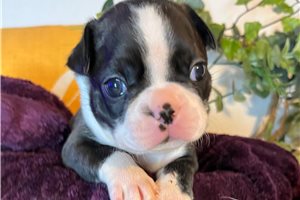 Shyla - Boston Terrier for sale