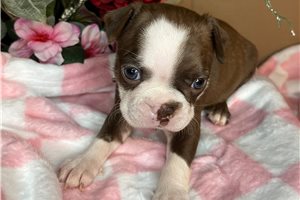 Sarah - Boston Terrier for sale