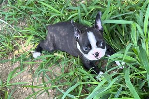 Shyla - Boston Terrier for sale