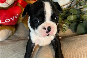 Shyla - Boston Terrier for sale