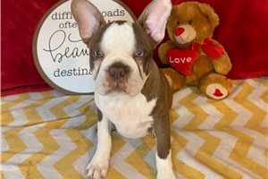 Rider - Boston Terrier for sale