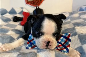 Sonny - Boston Terrier for sale