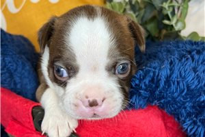 Stone - Boston Terrier for sale