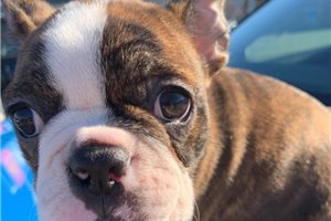 Louise - Boston Terrier for sale
