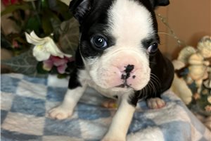 Sonny - Boston Terrier for sale
