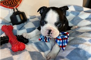 Sonny - Boston Terrier for sale