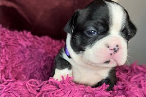 Shyla - puppy for sale