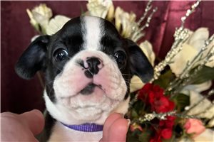 Shyla - Boston Terrier for sale