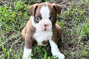 Stone - Boston Terrier for sale