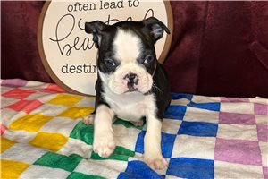 Sonny - Boston Terrier for sale