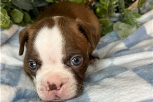 Stone - Boston Terrier for sale