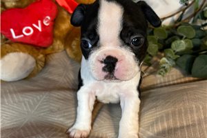 Sonia - Boston Terrier for sale