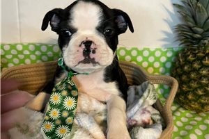 Sonny - Boston Terrier for sale