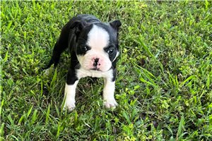 Sonny - Boston Terrier for sale
