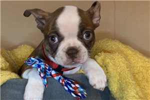 Ricky - Boston Terrier for sale
