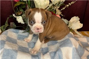 Stone - Boston Terrier for sale