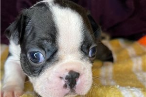 Sonia - Boston Terrier for sale