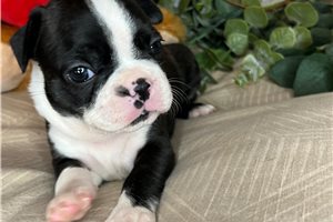 Shyla - Boston Terrier for sale